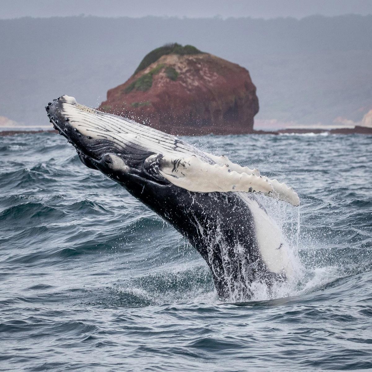 Breaching calf, Haycock, Merimbula