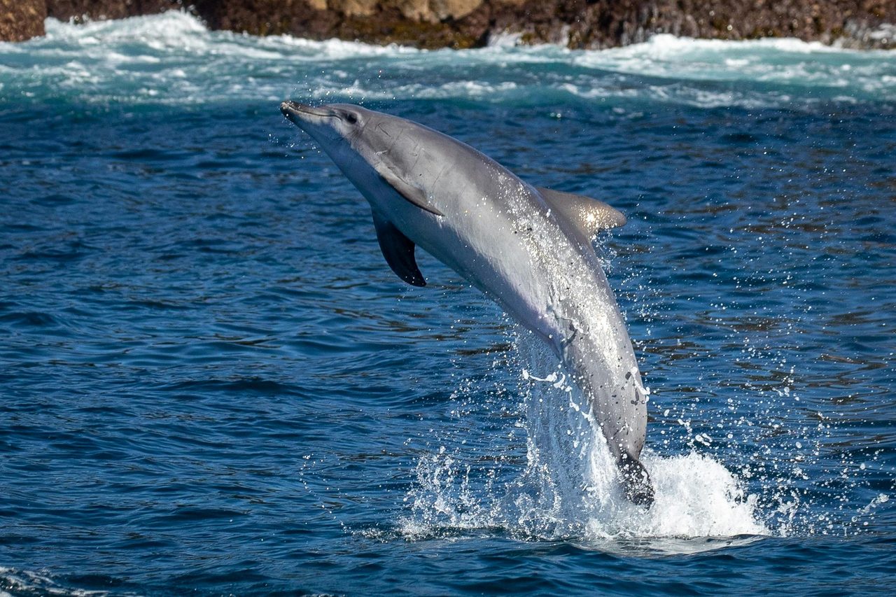 Bottlenose Dolphin Playing Near Bermagui