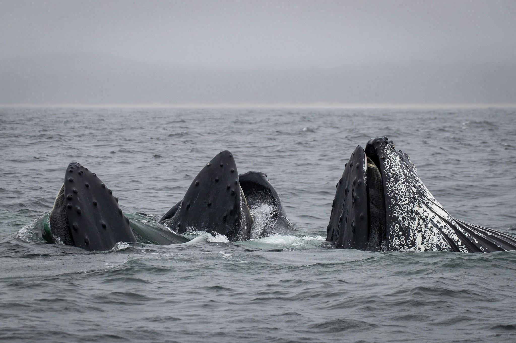 Feeding Humpback Whales 2020
