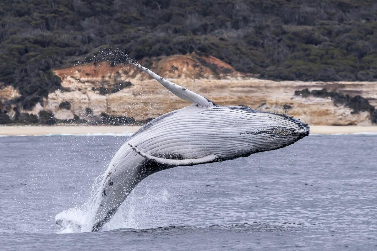Whale Breaching Pinnacles Eden