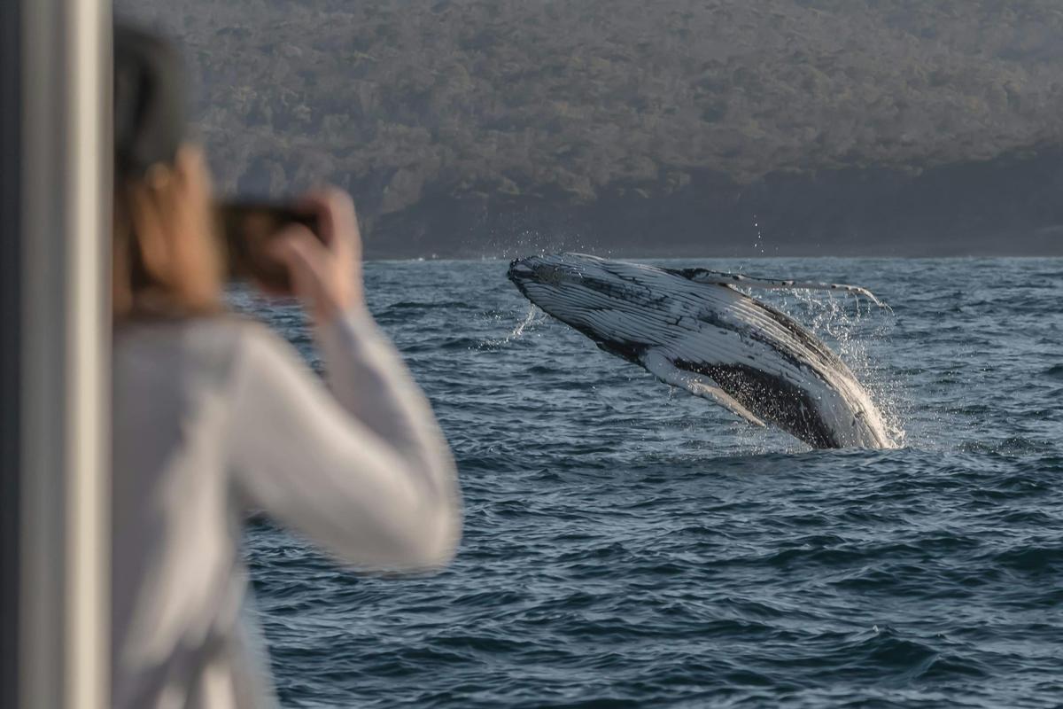 Whale Breaching Next to Boat Eden