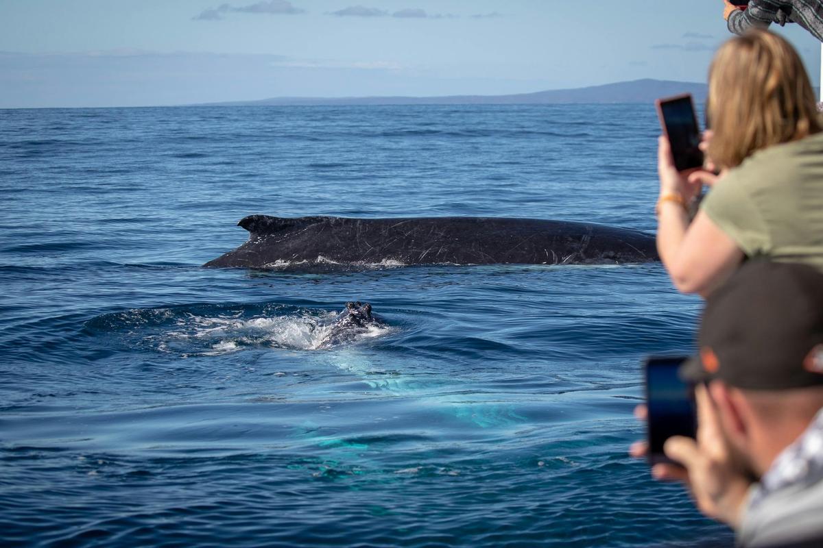 Special Moment as whales come up to boat 2018