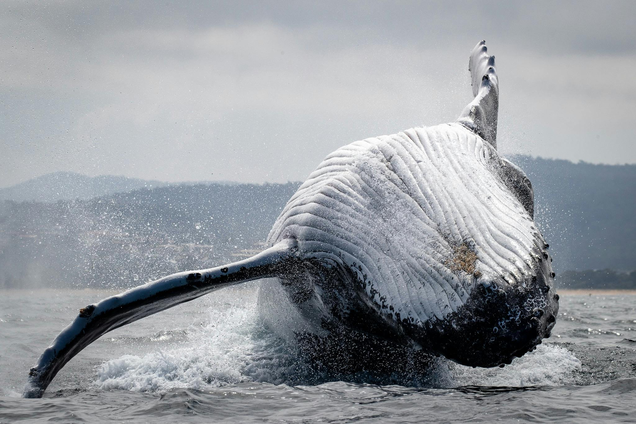 A WOW Moment as adult Humpback Whale breaches