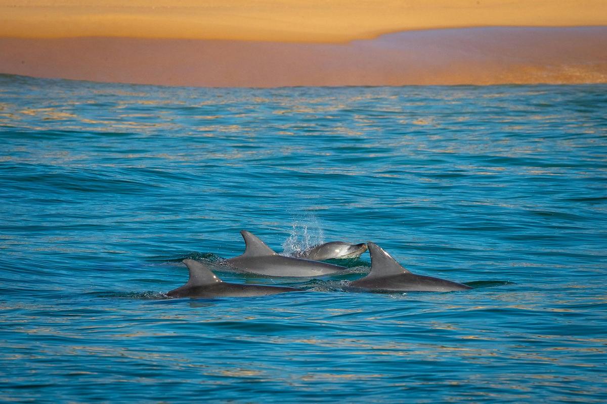 Bottlenose Dolphins early morning Wallagoot Beach