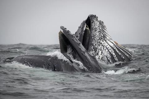 Humpback Whales Feeding 2020