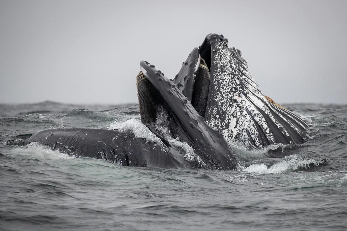 Humpback Whales Feeding 2020