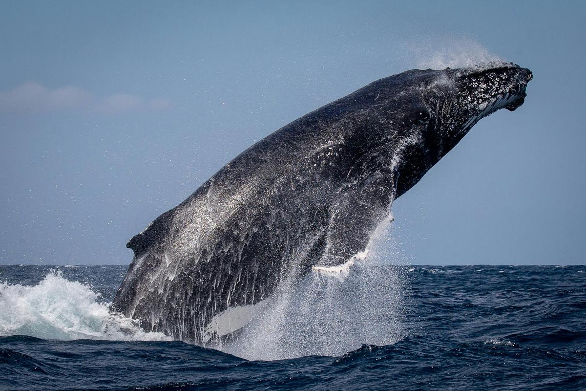 Massive head lunge from adult humpback whale 2018
