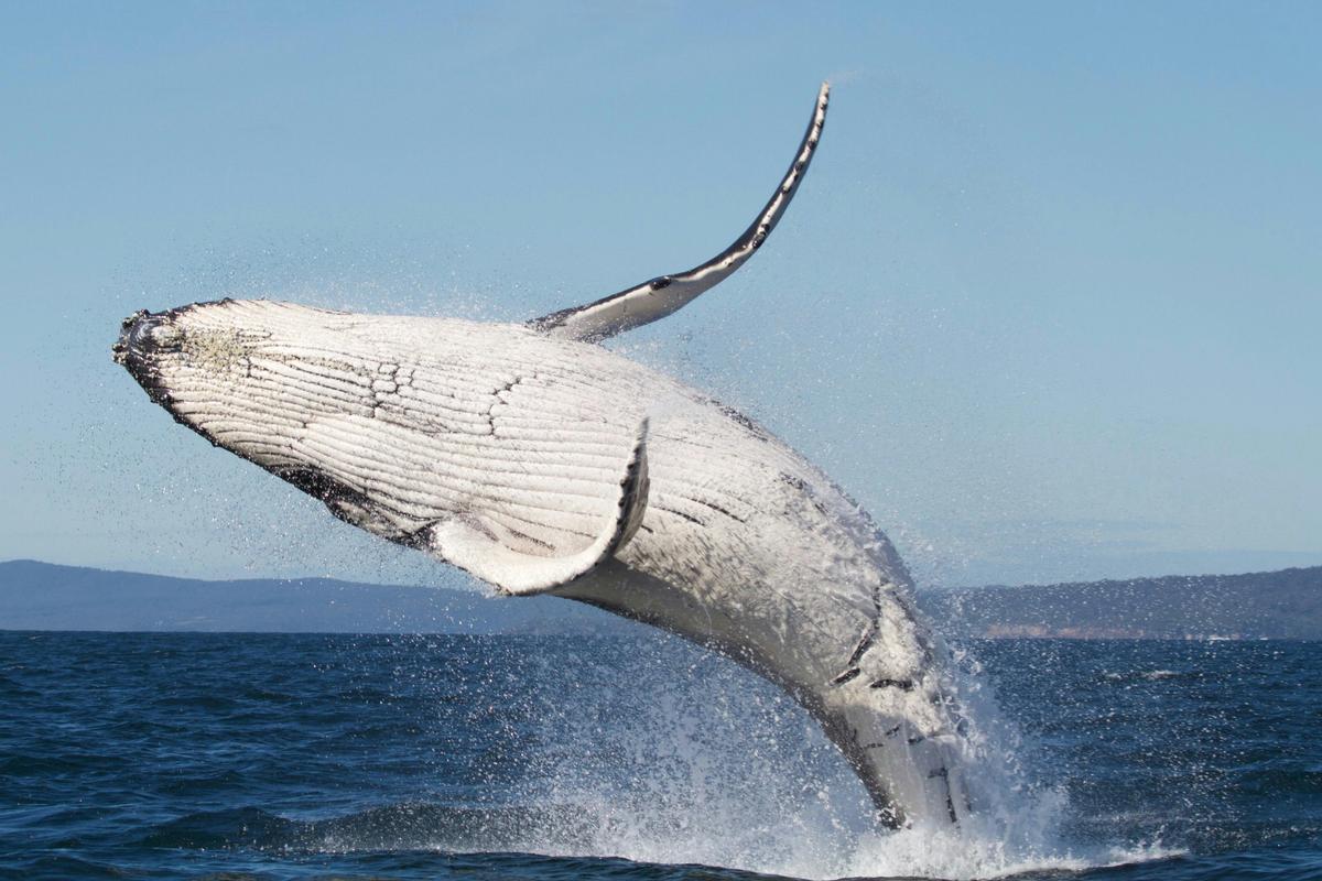 Breaching young whale, Merimbula, 2016