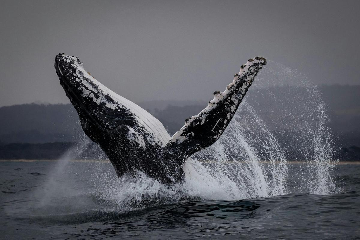 Breaching Humpback Whale