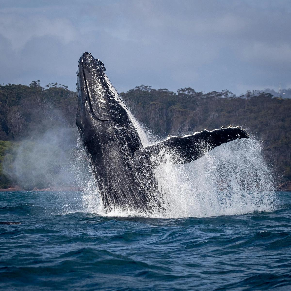 Humpback Breach Merimbula Bay