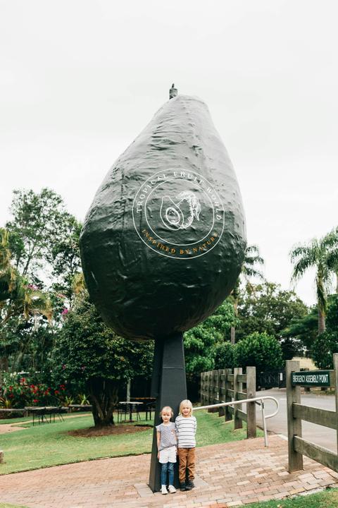 The BIG Avocado