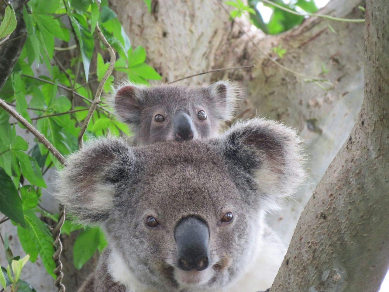 Koala with joey
