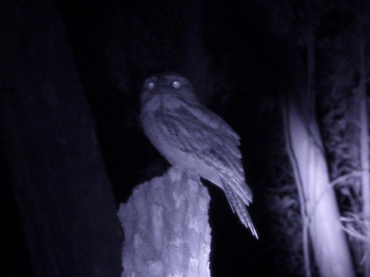tawny frogmouth