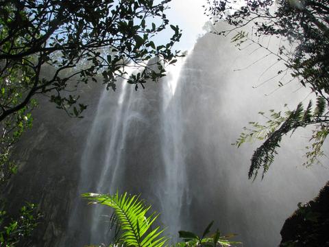 Rainforest Walk