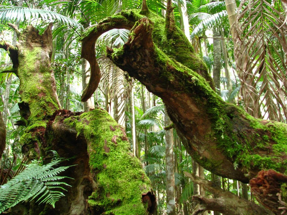 Rainforest Walk