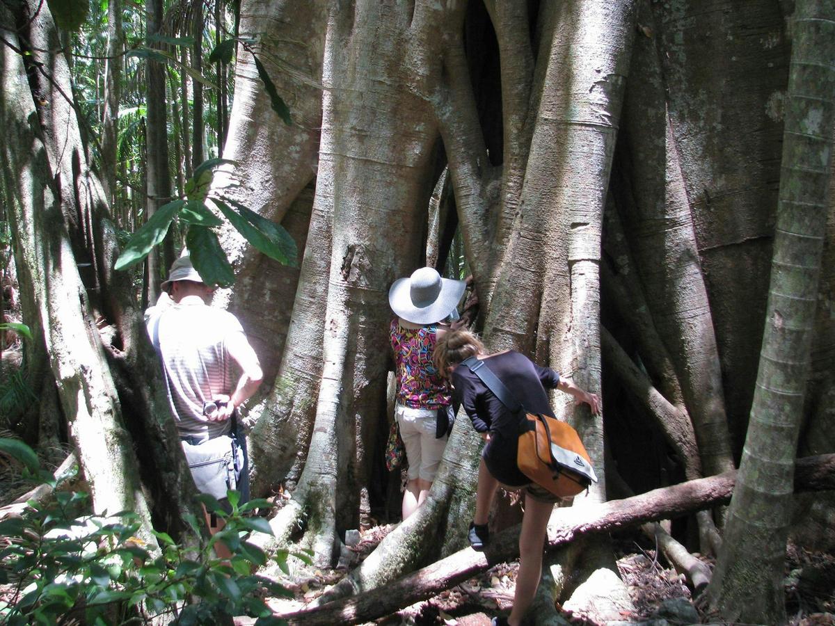 Rainforest Walk
