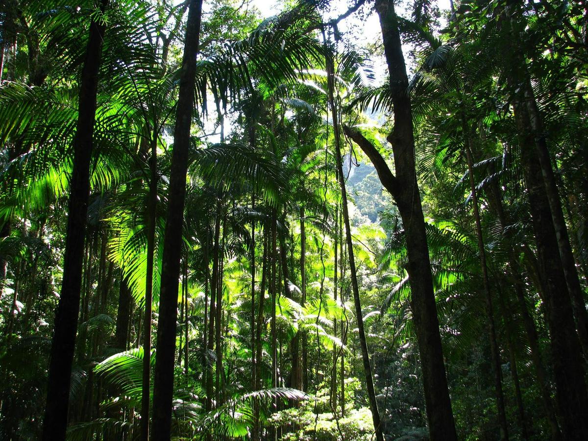 Rainforest Walk