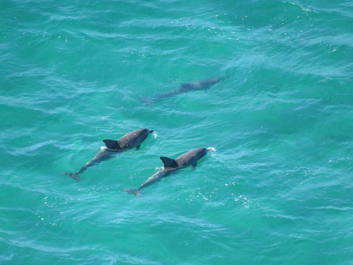 Dolphins