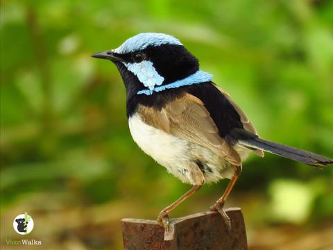 Superb fairy-wren