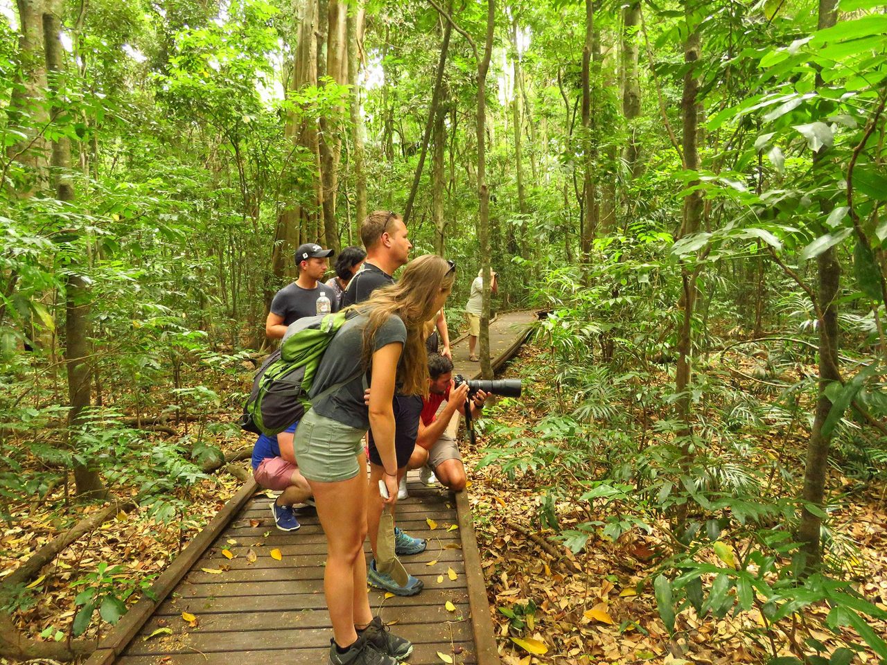 Looking for wildlife in the rainforest
