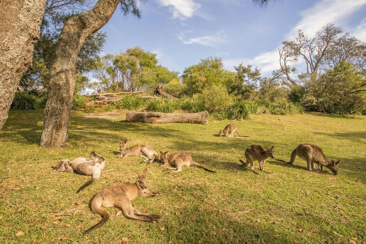 Cave Beach Kangaroos