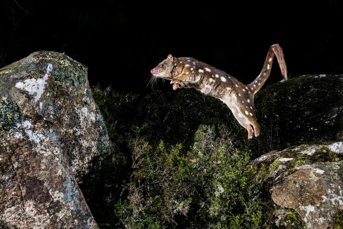 The Spotted-tailed Quoll