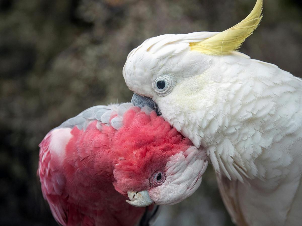 The affectionate side of Australia's colorful birdlife