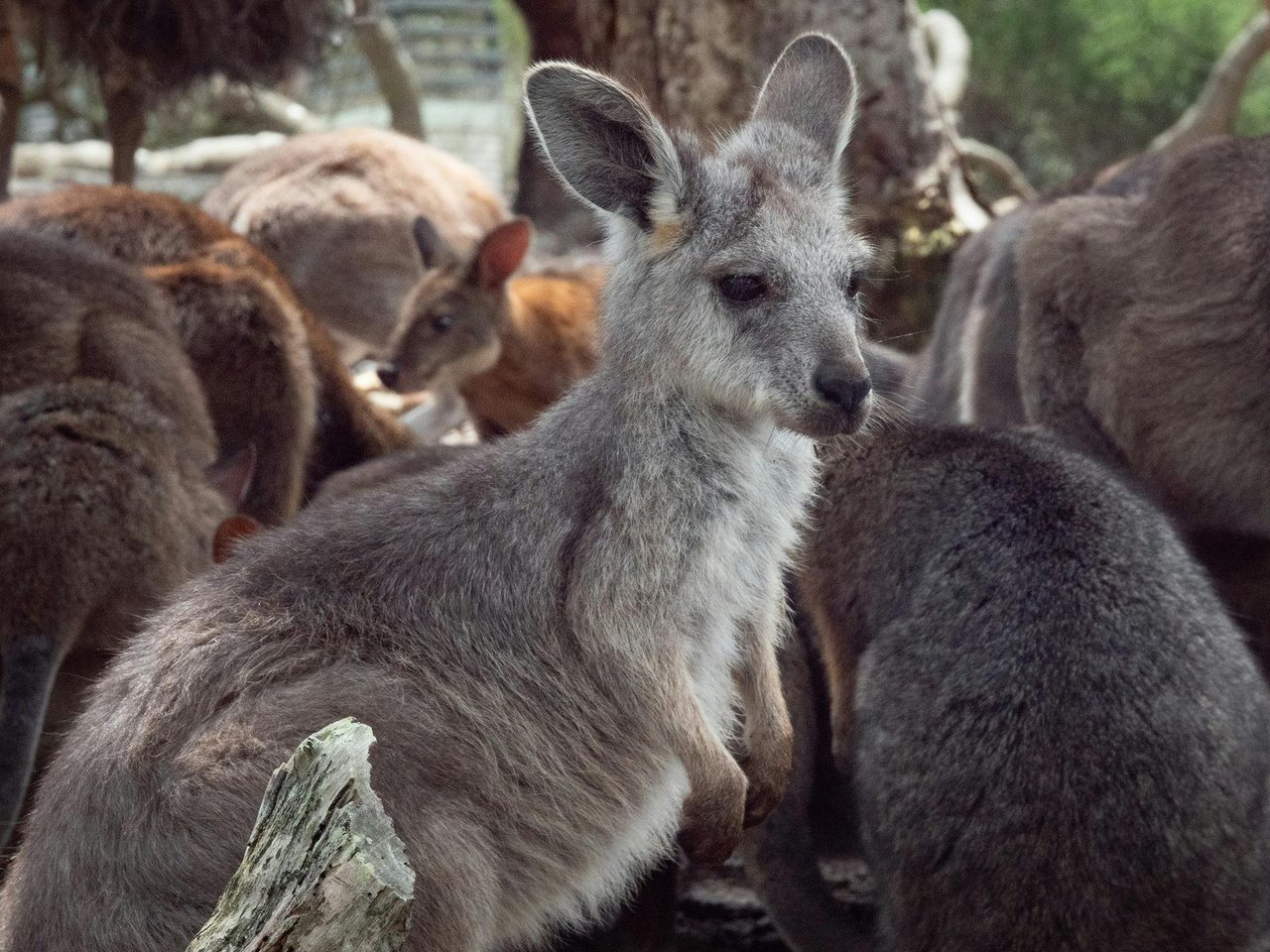 Sit amongst kangaroos, wallabies and these guys... wallaroos!
