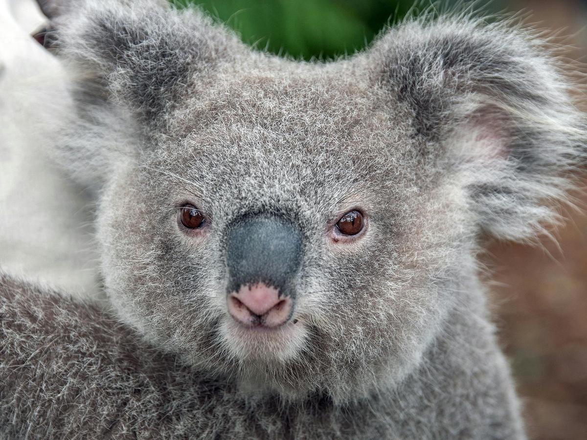 Have a private experience with a koala