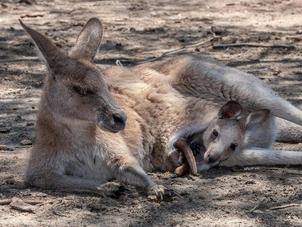 A quiet moment between mum and joey.