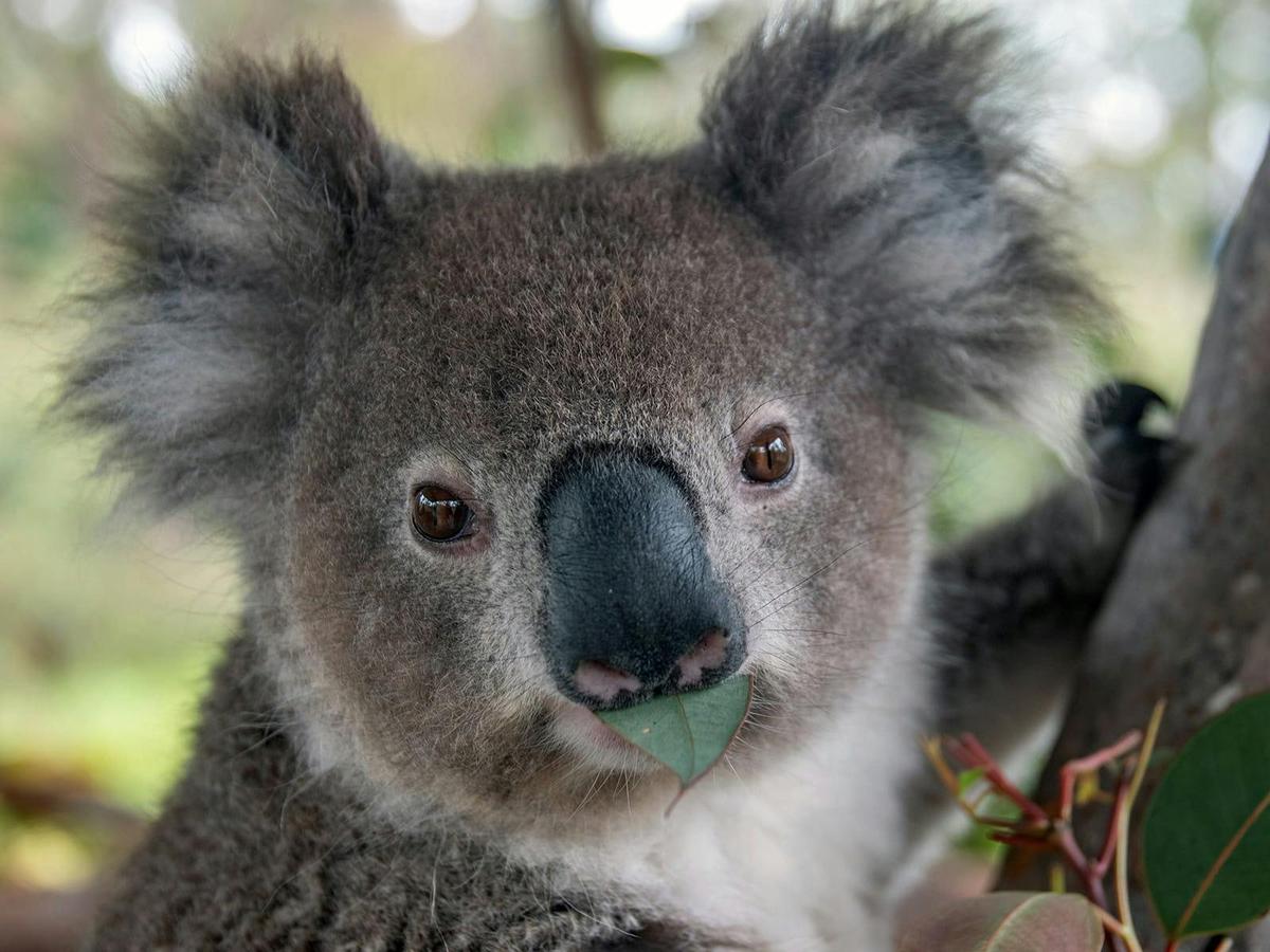 A koala close-up you’ll never forget.
