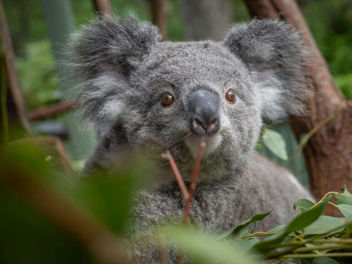 Have A Close Encounter with a Wild Koala