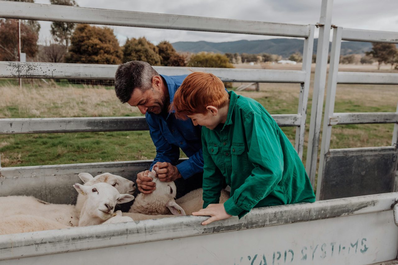 Sheep Inspections