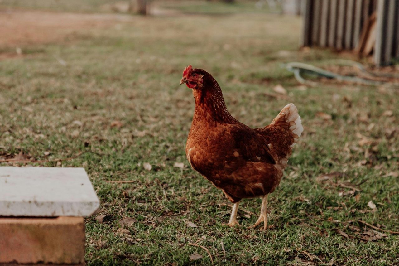 Collect eggs from chickens