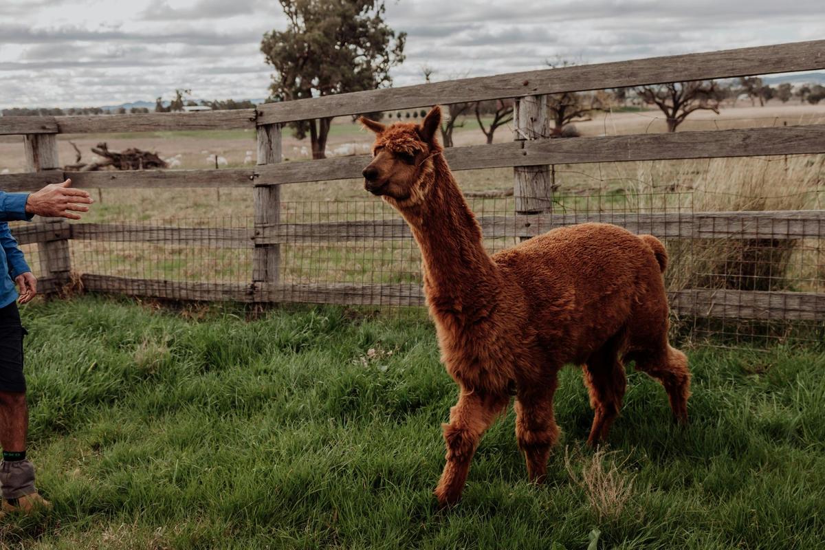 Bruno the alpaca
