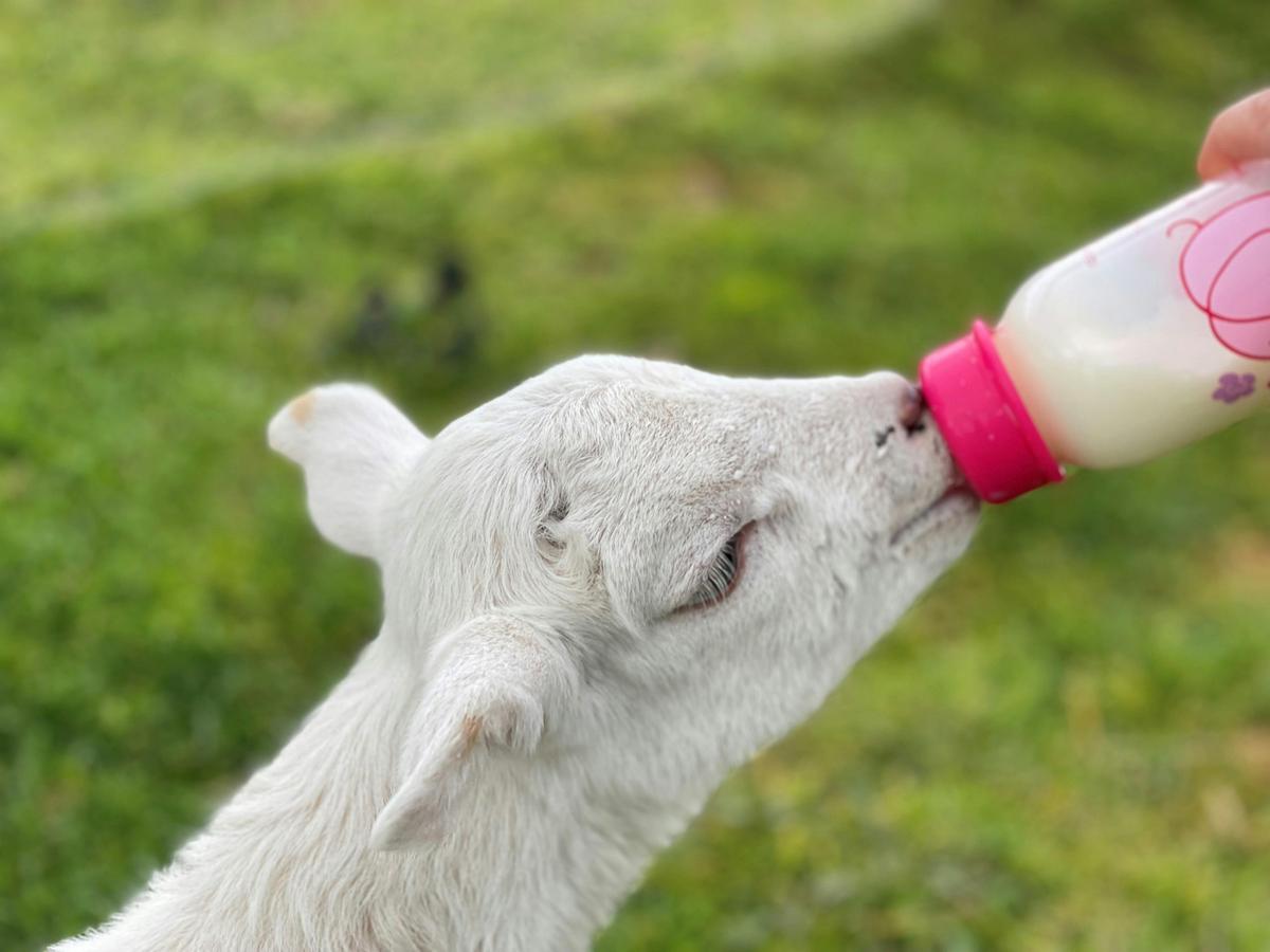 Lamb feeding baby bottle