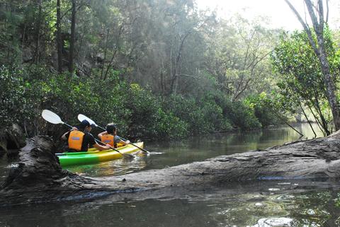 Southern Cross Kayaking Ku-ring-gai NP Kayak Tour