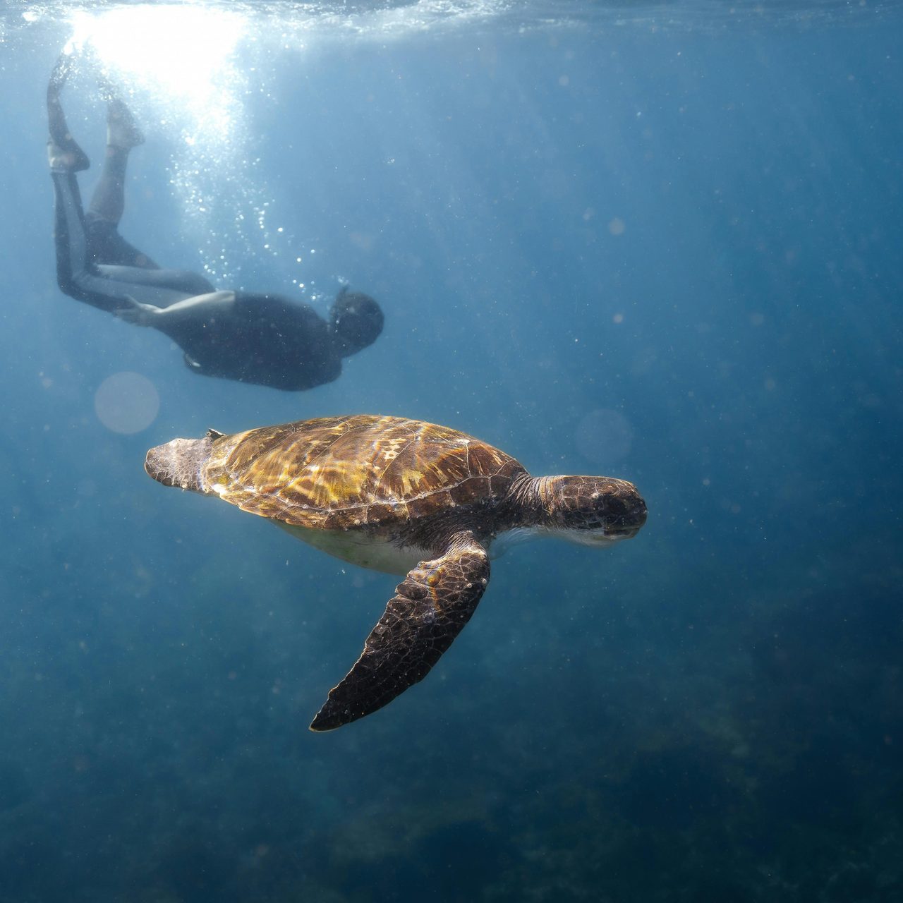 Male freediver swimming alongside green sea turtle