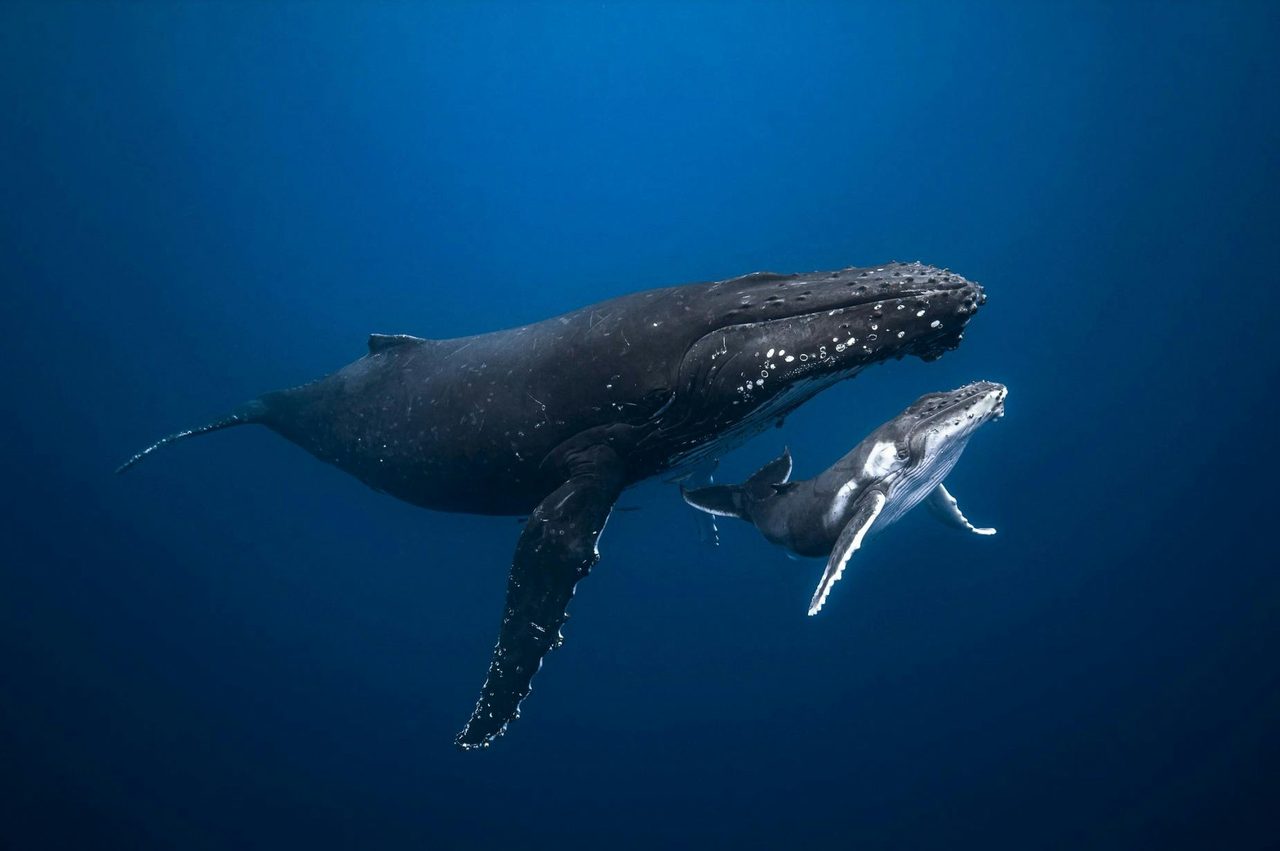 Humpback Whale Experience