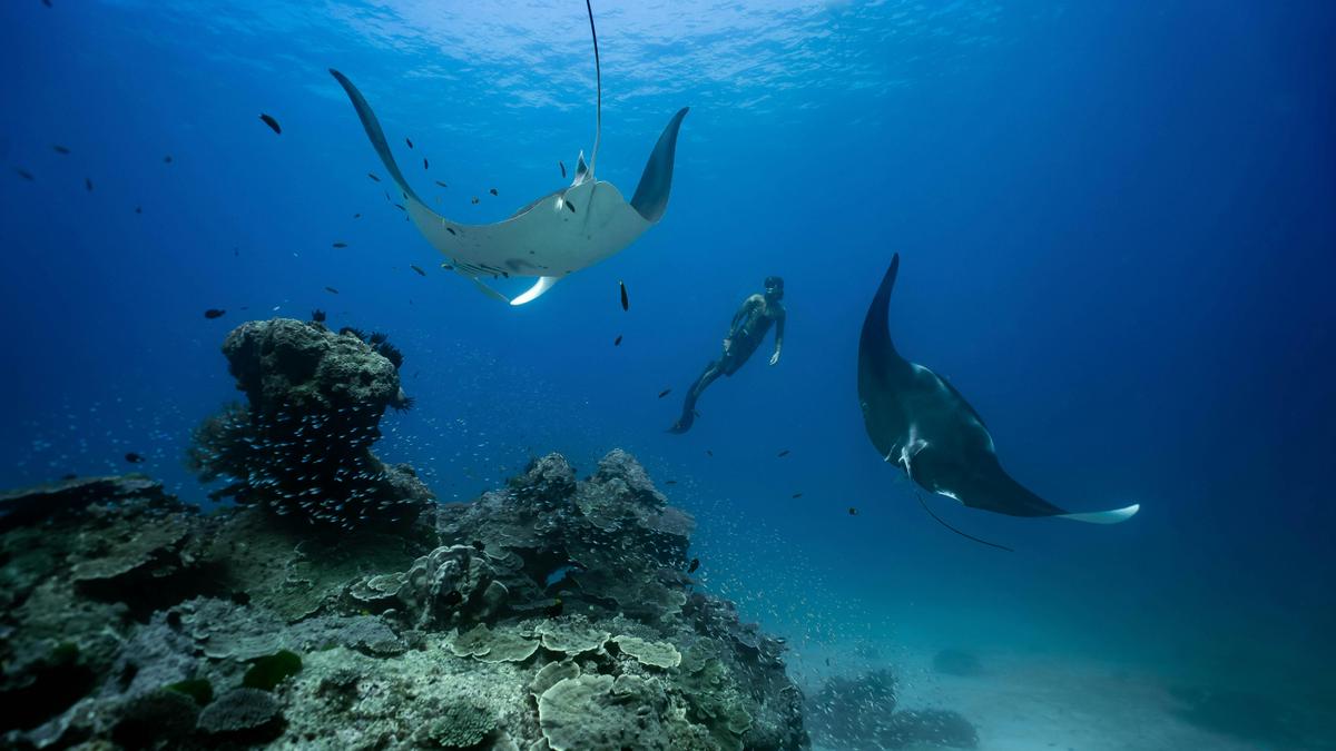 Oceanic Manta Rays at a cleaning station
