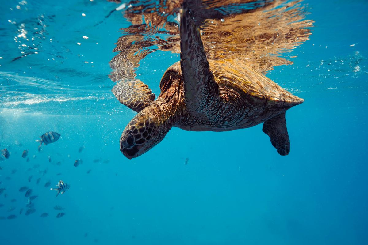 Green Sea Turtle diving down