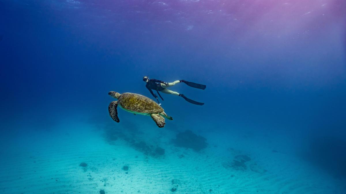 Freediving along side a green sea turtle