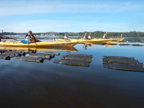 Oysters grow in rows on the Clyde River