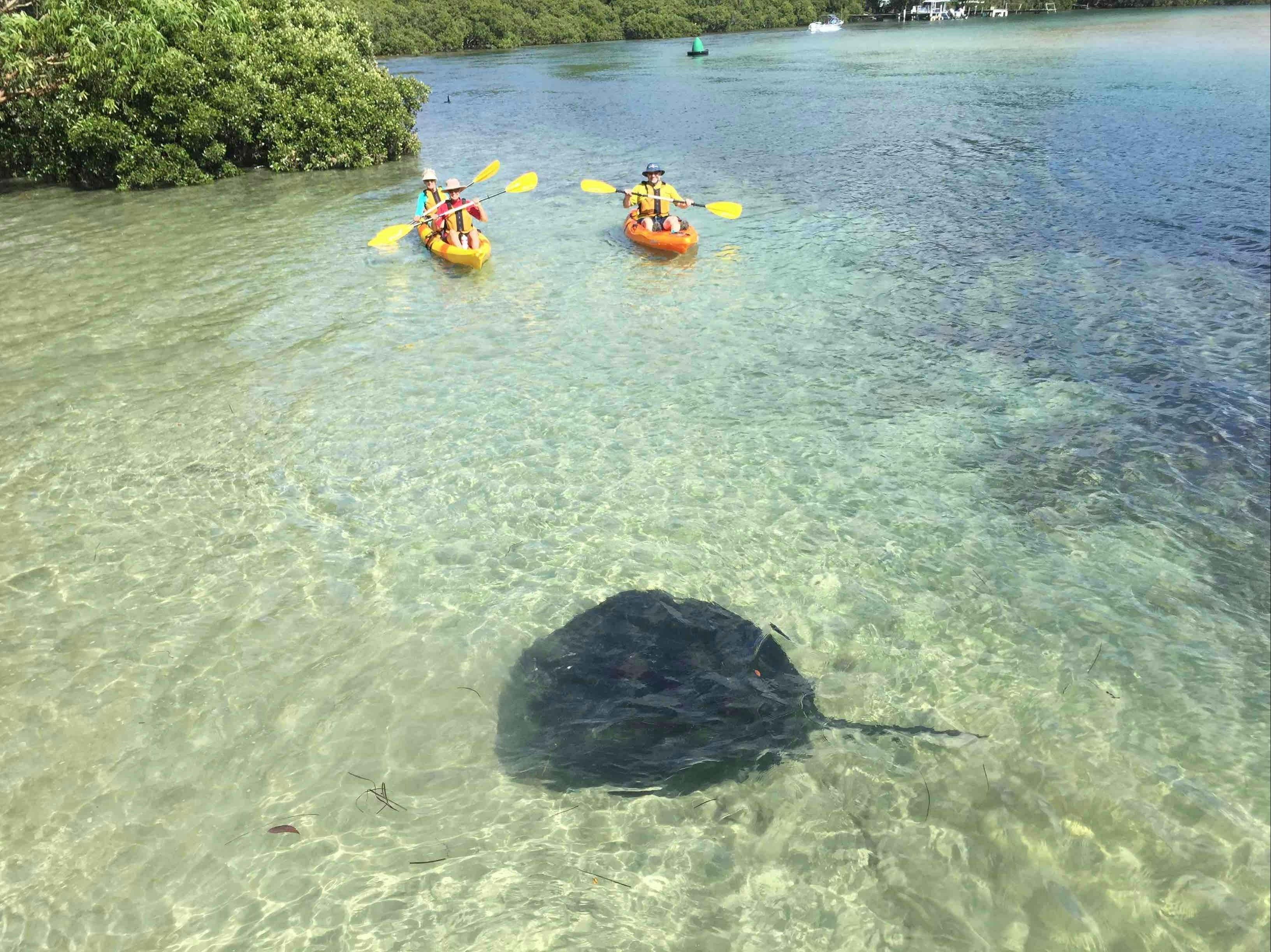Kayak with Stingrays Region X BATEMANS BAY