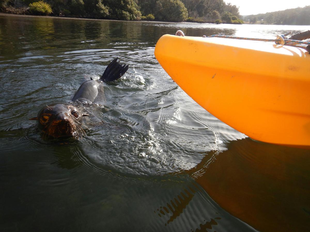 Clyde River wild life