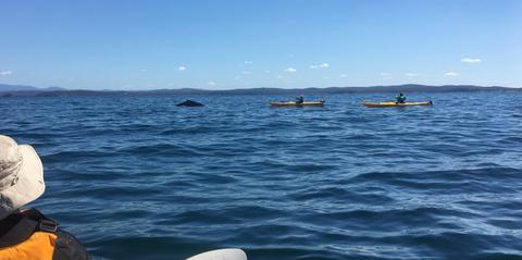 Whale watching from a Sea Kayak