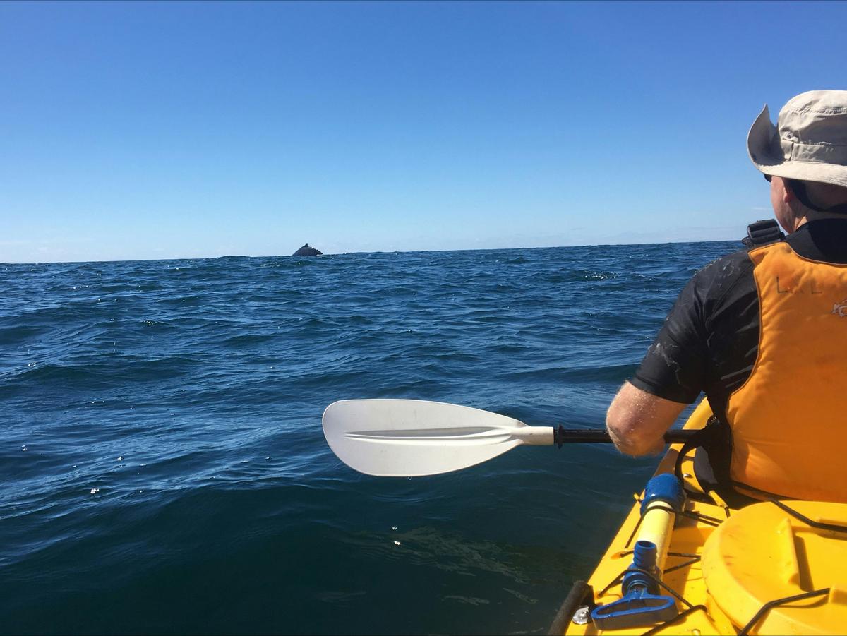 Whale watching Sea Kayak