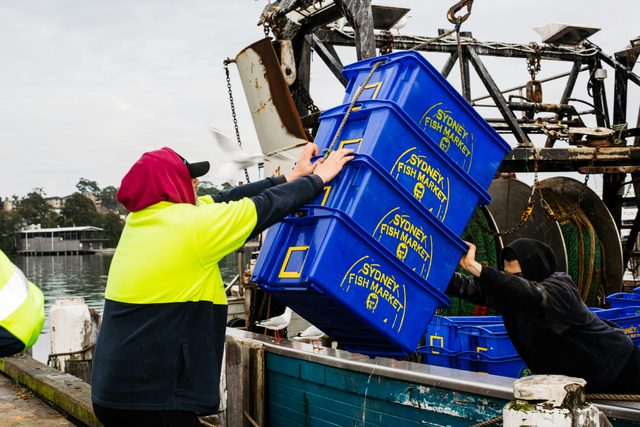 Sydney Fish Market Behind the Scenes Tours