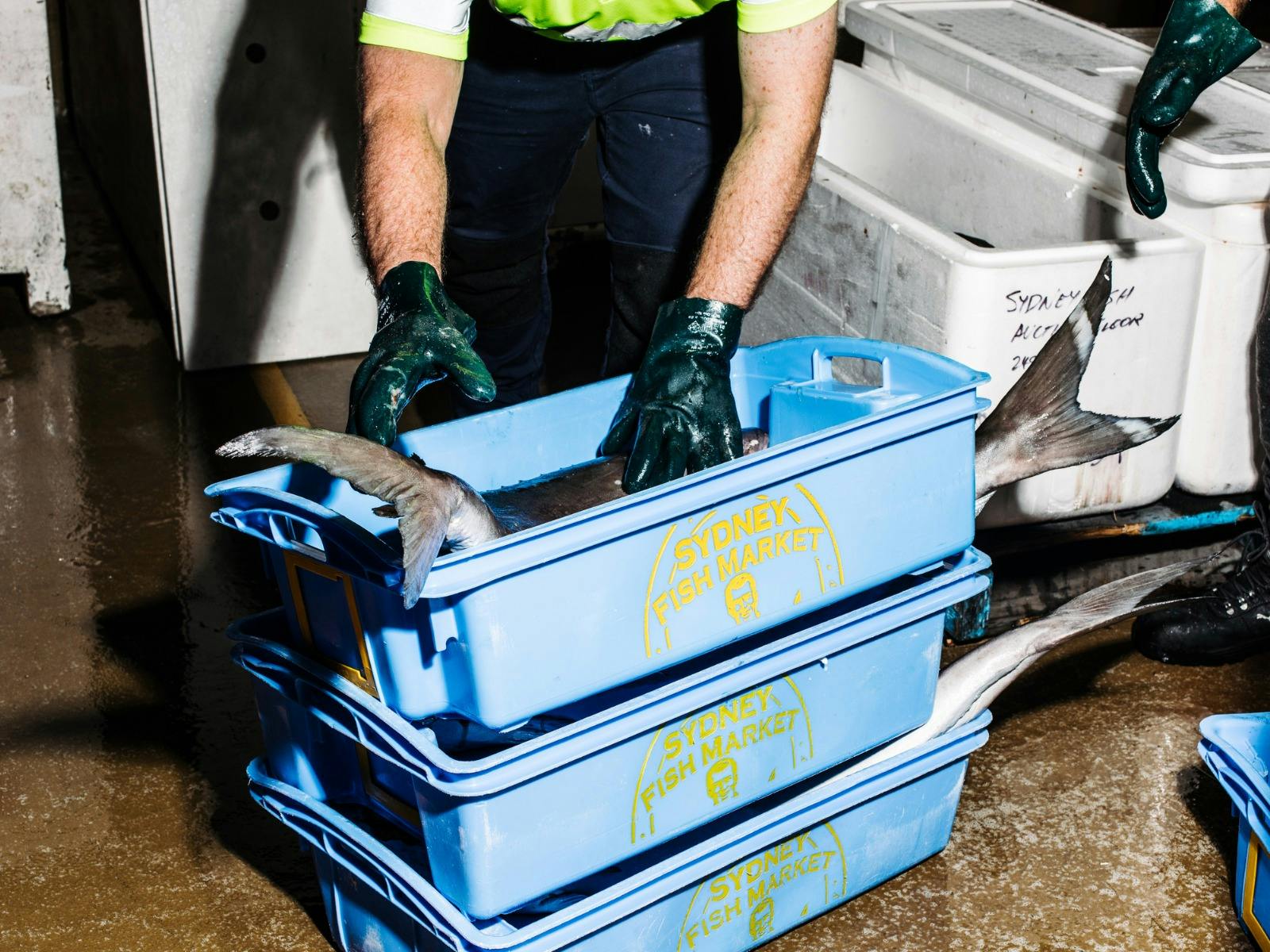 Man placing fish into blue bucket
