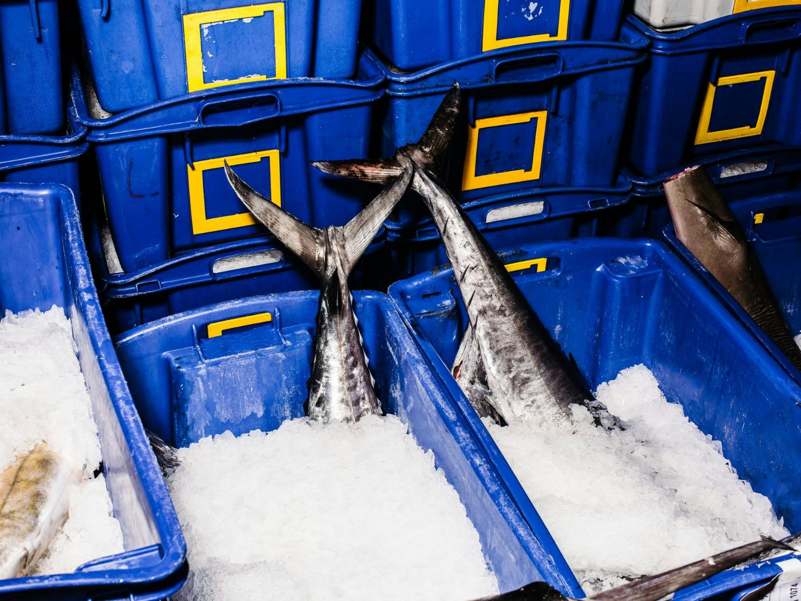 Tuna tails coming out of ice
